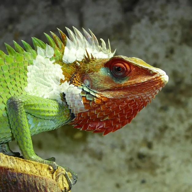 hagedis reptielen exotisch