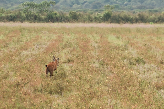 Hagedis van de pantanal in het braziliaanse wetland