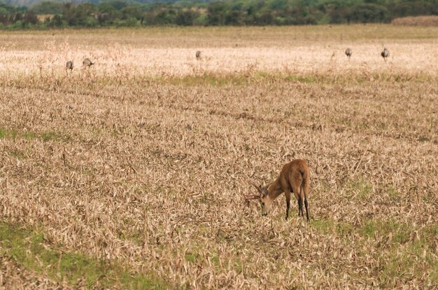 Hagedis van de Pantanal in het Braziliaanse wetland