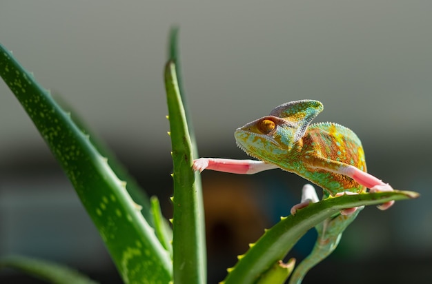 Hagediskameleon met onscherpe achtergrond