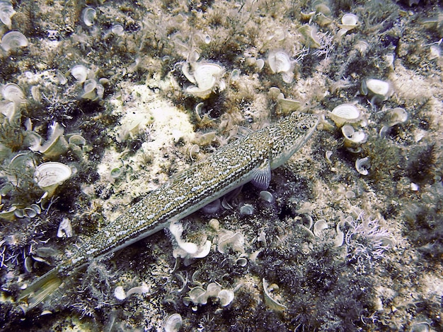 Hagedisvissen Synodontidae. Zand duiker.