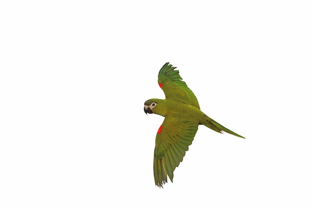 Photo hahn macaw parrot flying isolated on a white background