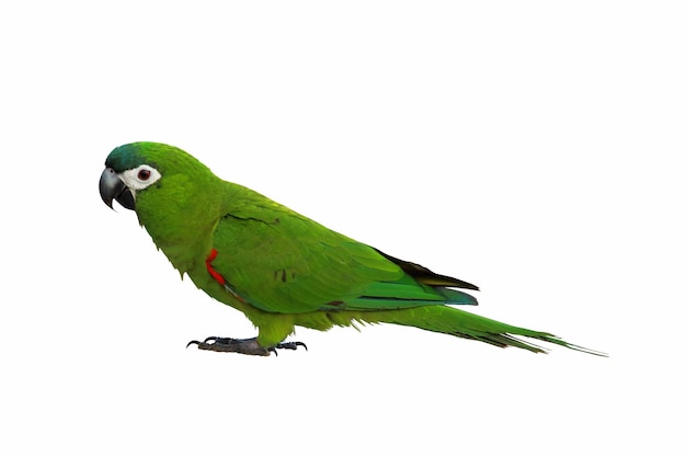 Hahn macaw parrot isolated on white background.