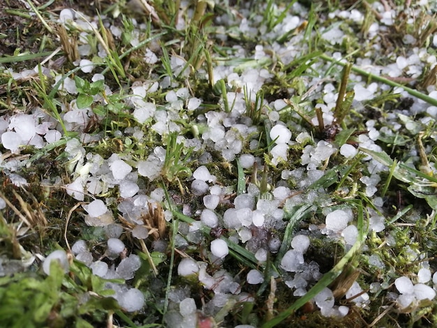 Photo hail that fell on the green grass in the summer