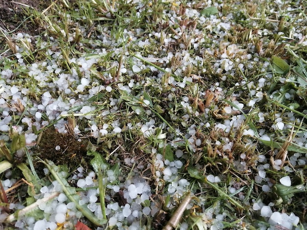 Hail that fell on the green grass in the summer