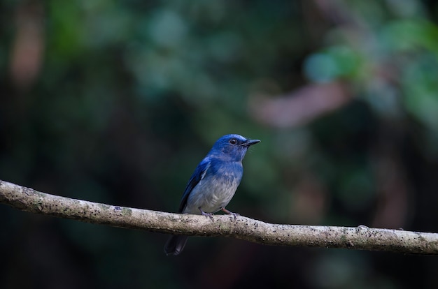 Hainan blauwe vliegenvanger (Cyanis hainanus)