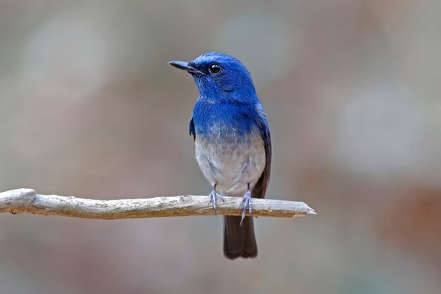 Фото hainan blue flycatcher cyornis hainanus красивые мужские птицы таиланда