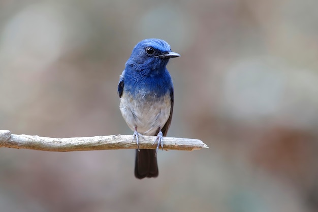 Hainan Blue Flycatcher Cyornis hainanus Beautiful Male Birds of Thailand