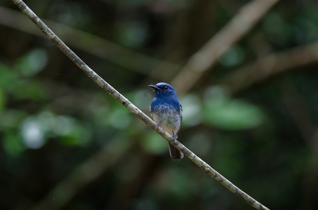 Hainan blue flycatcher (Cyornis hainanus)