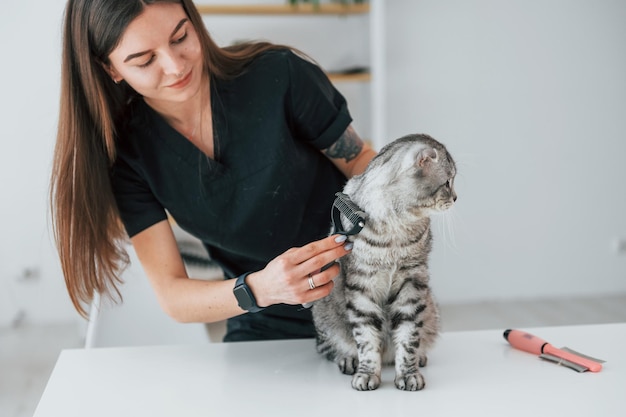 Photo hair care scottish fold cat is in the grooming salon with female veterinarian