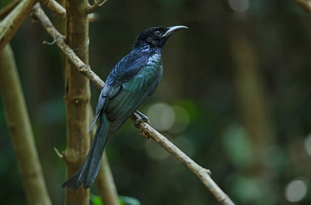 枝の上に置かれた頭髪のdrongo