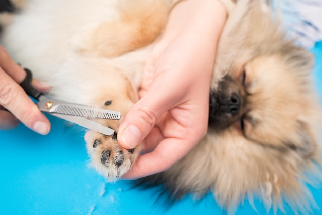 Photo haircut of dog paws with milling scissors at home dog grooming pomeranian care