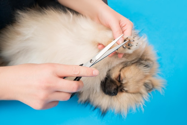 Haircut of dog paws with milling scissors at home dog grooming pomeranian care