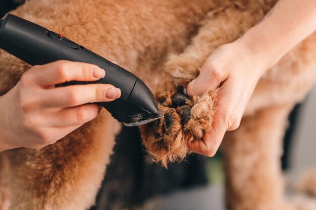 Foto taglio di capelli di zampe di cane