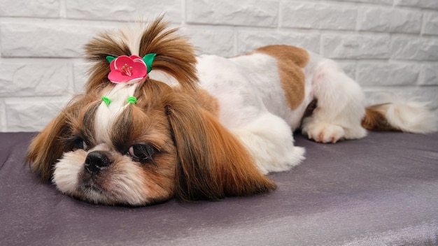 Haircut Maltese in the grooming salon. Dog lying on a table for grooming