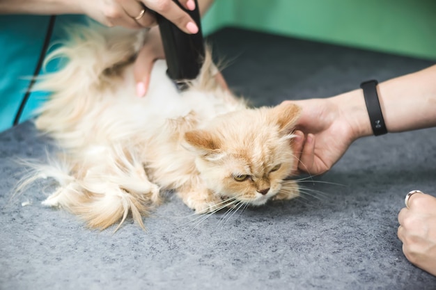 Haircut of shaggy ginger cat. Selective focus on cat face.