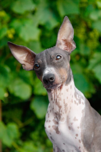 Hairless american terrier dog on a blurred green leaves background