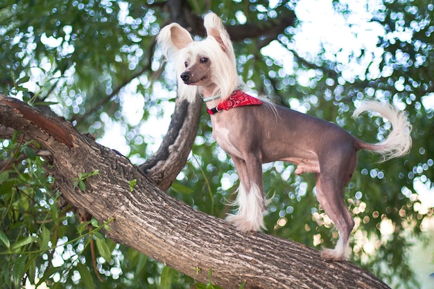 Hairless Chinese crested dog stands on a tree trunk