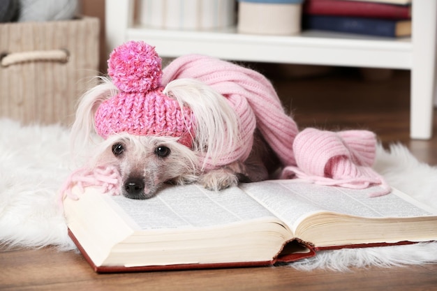 Hairless Chinese crested dog with book in room