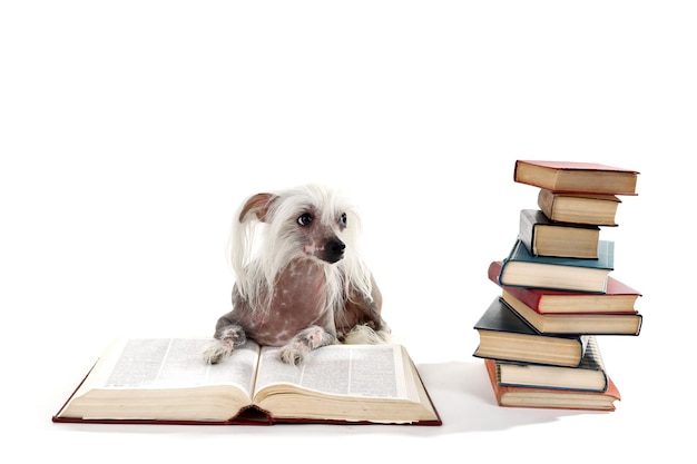 Hairless Chinese crested dog with heap of books isolated on white