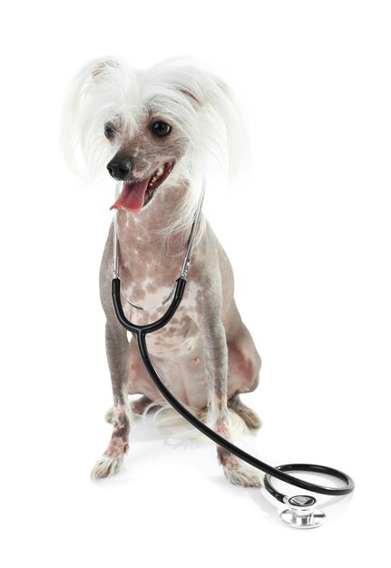 Photo hairless chinese crested dog with stethoscope isolated on white