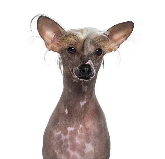Hairless Chinese crested dog