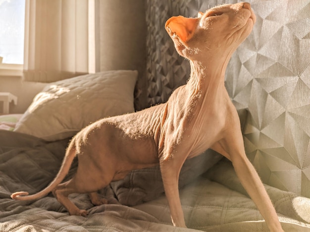 A hairless don sphynx cat stands on its hind legs,