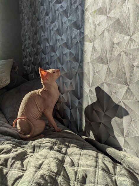 A hairless don sphynx cat with big pink ears sits, on the wall cat's shadow