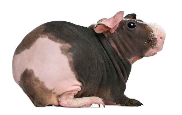 Hairless Guinea Pig standing