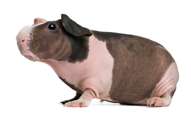 Hairless Guinea Pig standing