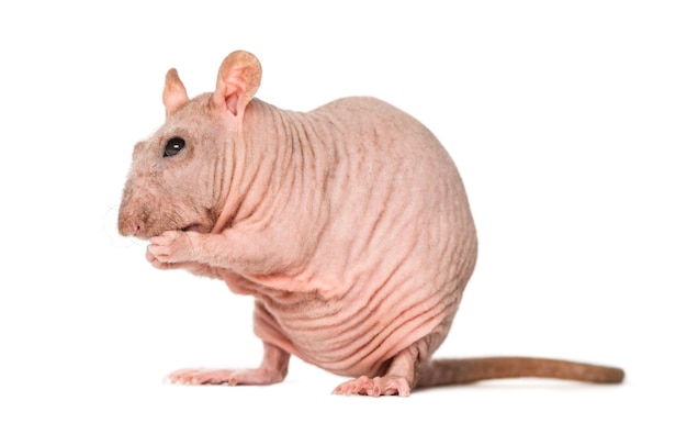 Hairless rat cleaning itself
