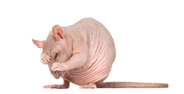 Hairless rat cleaning itself