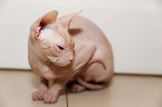 Hairless sphinx cat sitting at home on the floor