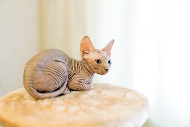 Hairless sphinx cat.