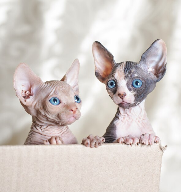 Hairless sphinx cats.