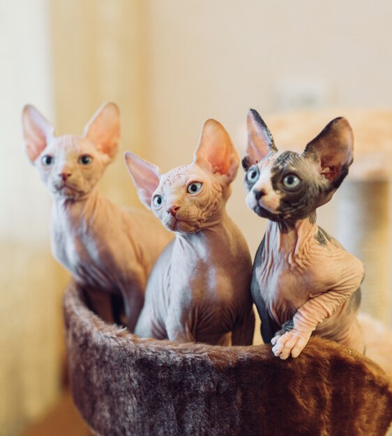 Hairless sphinx cats.