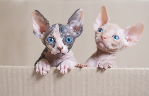 Hairless sphinx cats.