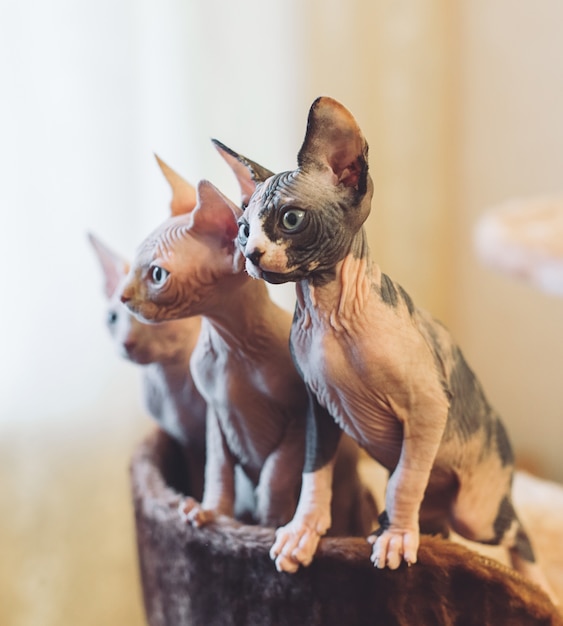 Hairless sphinx cats.