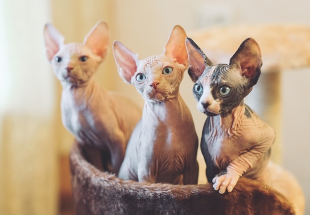 Hairless sphinx cats.