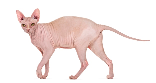 Hairless Sphynx cat portrait isolated