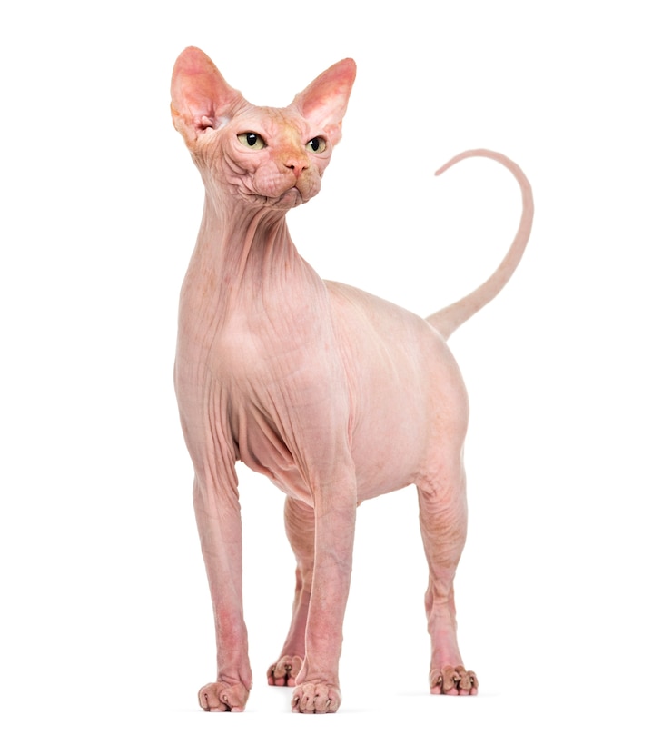 Photo 孤立した無毛スフィンクス猫の肖像画