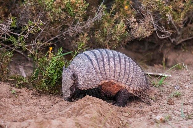 Photo hairy armadillo in desert environment peninsula valdes patagonia argentina