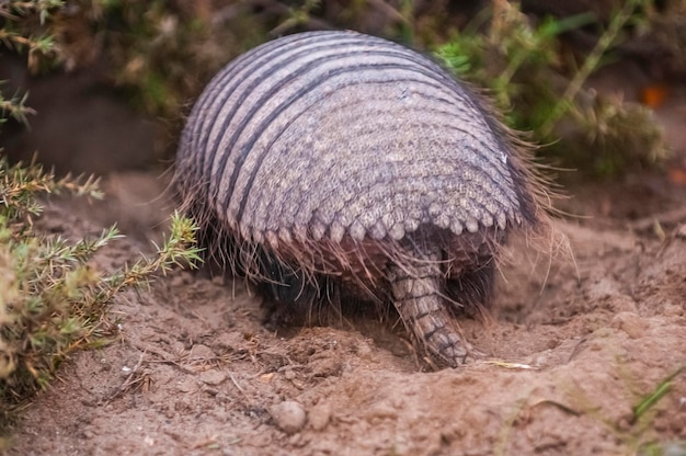 Hairy Armadillo in desert environment Peninsula Valdes Patagonia Argentina