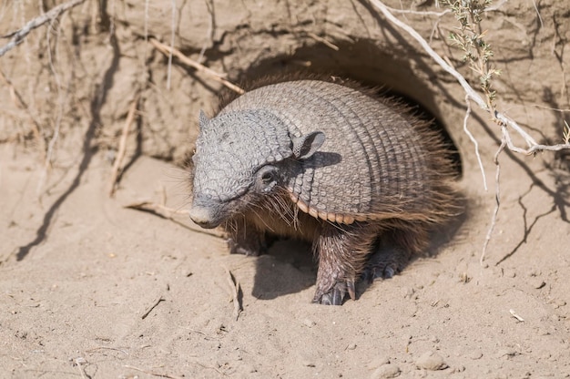 砂漠環境の毛むくじゃらのアルマジロ半島バルデス パタゴニア アルゼンチン