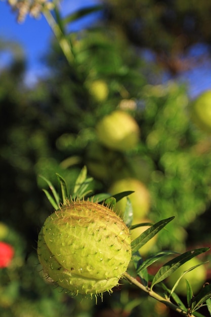 Hairy Balls Kroontjeskruid plant of Gomphocarpus physocarpus