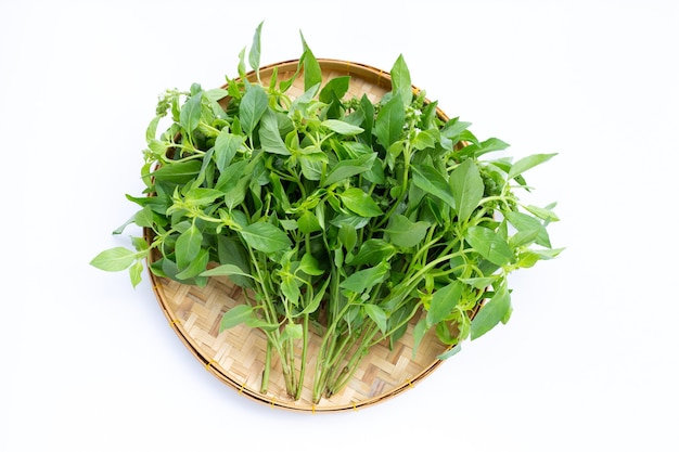 Hairy Basil in bamboo basket.