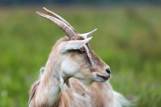 hairy bearded goats with long horns on blurred green grassy field