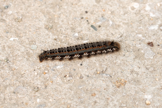 Hairy black caterpillar on stone