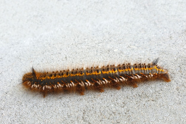 Hairy black caterpillar on a white background