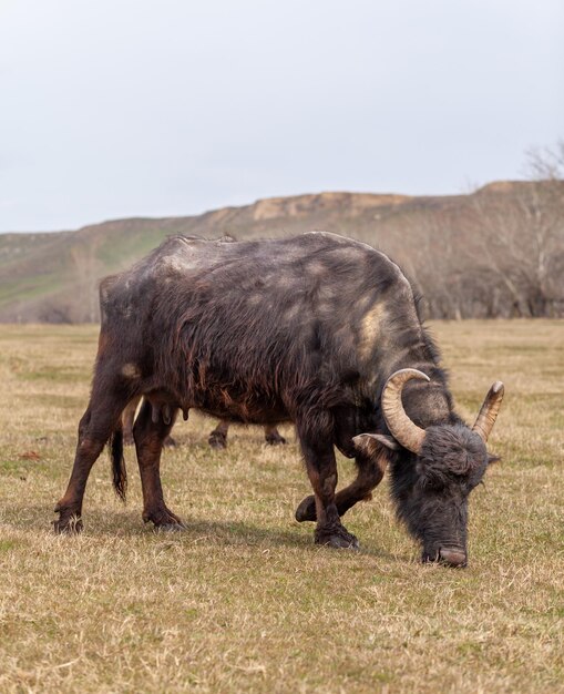 Hairy black cows with horns graze on a green meadow in a mountainous area Free grazing